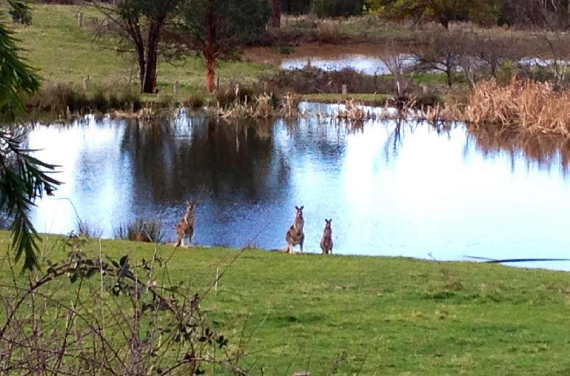 Australian Home Away @ Wonga Park Brushy Creek מראה חיצוני תמונה